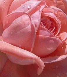 pink rose